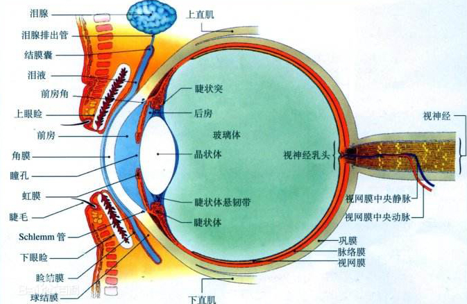 你知道中年人要如何護(hù)眼嗎？--視普泰驗(yàn)光師培訓(xùn)學(xué)院科普小知識(shí)