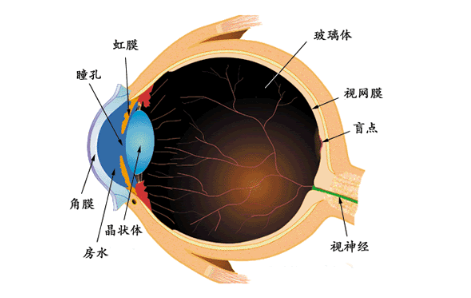驗(yàn)光師培訓(xùn)