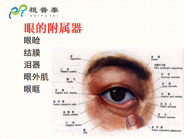 眼的解剖和生理