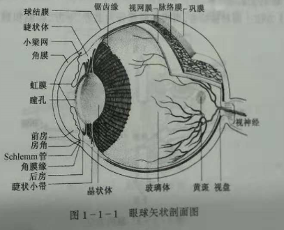 驗光師培訓知識點：眼的解剖和生理概述