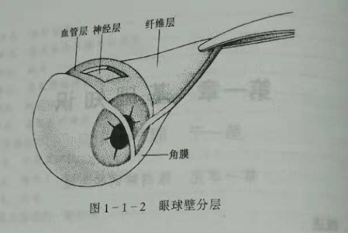 驗光師培訓知識點：眼的解剖和生理概述