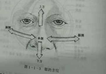 驗光師培訓知識點：眼的解剖和生理概述