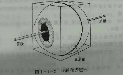 驗光師培訓知識點：眼的解剖和生理概述