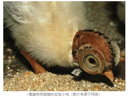 探討青少年近視與電子屏幕關(guān)系，近視關(guān)聯(lián)強(qiáng)因素詳細(xì)分析